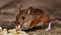 Find Exterminators in Larue County